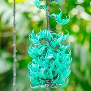 Jade Vine Seeds Strongylodon Macrobotrys Perennial Woody Vine for Showy Floral Arrangements, Beds & Borders, Outdoor, 20Pcs