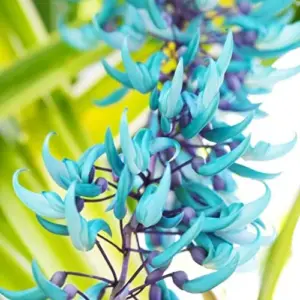 Jade Vine Seeds Strongylodon Macrobotrys Perennial Woody Vine for Showy Floral Arrangements, Beds & Borders, Outdoor, 20Pcs