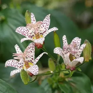Japanese Toad Lily Seeds, Perennial Flower Seeds, Deer Resistant, Showy, GMO Free, Low Maintenance, Outdoor, 30Pcs