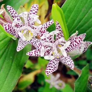 Japanese Toad Lily Seeds, Perennial Flower Seeds, Deer Resistant, Showy, GMO Free, Low Maintenance, Outdoor, 30Pcs
