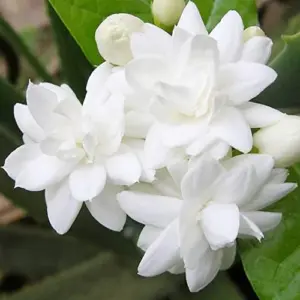 Jasminum Sambac Seeds - Fragrant Evergreen Climbing Shrub Flower Seeds - 50 Pcs Pink & White