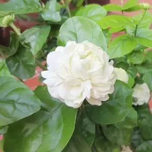 Jasminum Sambac Seeds - Fragrant Evergreen Climbing Shrub Flower Seeds - 50 Pcs Pink & White