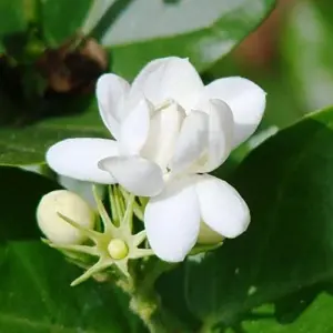 Jasminum Sambac Seeds - Fragrant Evergreen Climbing Shrub Flower Seeds - 50 Pcs Pink & White