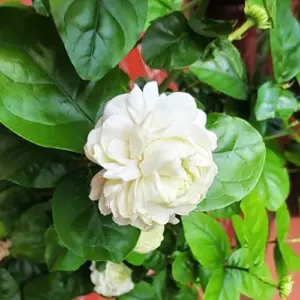 Jasminum Sambac Seeds - Fragrant Evergreen Climbing Shrub Flower Seeds - 50 Pcs Pink & White