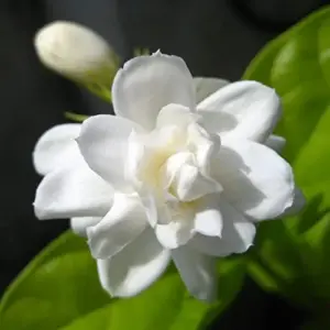 Jasminum Sambac Seeds - Fragrant Evergreen Climbing Shrub Flower Seeds - 50 Pcs Pink & White