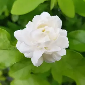 Jasminum Sambac Seeds - Fragrant Evergreen Climbing Shrub Flower Seeds - 50 Pcs Pink & White