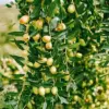 Jujube Seeds 10 Count Heirloom Non-GMO for Planting Fast Growing Privacy Screen