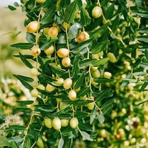 Jujube Seeds 10 Count Heirloom Non-GMO for Planting Fast Growing Privacy Screen