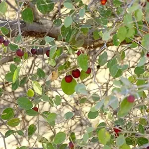 Jujube Seeds 10 Count Heirloom Non-GMO for Planting Fast Growing Privacy Screen