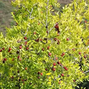 Jujube Seeds 10 Count Heirloom Non-GMO for Planting Fast Growing Privacy Screen