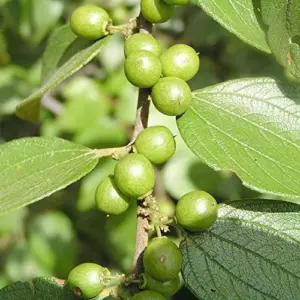 Jujube Seeds 10 Count Heirloom Non-GMO for Planting Fast Growing Privacy Screen