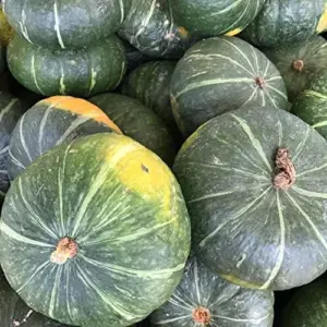 Kabocha Japanese Green Pumpkin Seeds 20 Ct Heirloom Open Pollinated Squash Seeds Green
