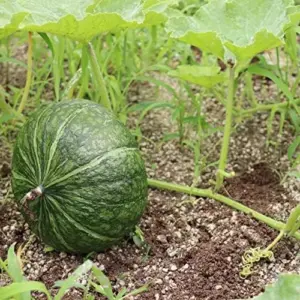 Kabocha Japanese Green Pumpkin Seeds 20 Ct Heirloom Open Pollinated Squash Seeds Green