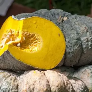 Kabocha Japanese Green Pumpkin Seeds 20 Ct Heirloom Open Pollinated Squash Seeds Green