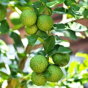 Kaffir Lime Seeds - Makrut Fruit Seeds for Outdoor Gardens - Fragrant Rind, Vitamin C Rich - 3 Pcs Organic