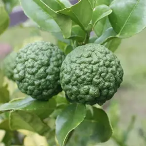 Kaffir Lime Seeds - Makrut Fruit Seeds for Outdoor Gardens - Fragrant Rind, Vitamin C Rich - 3 Pcs Organic