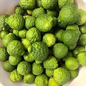 Kaffir Lime Tree Seeds 100 Pcs Fresh Warranty, Flower and Fruiting Citrus Hystrix