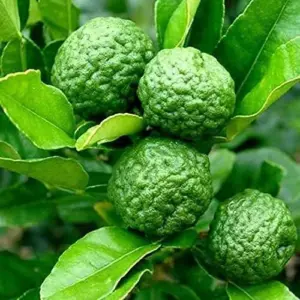 Kaffir Lime Tree Seeds 100 Pcs Fresh Warranty, Flower and Fruiting Citrus Hystrix