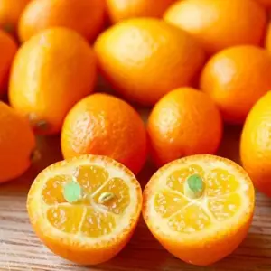 Kumquat Fruit Seeds Citrus Japonica Sweet-Tart Rind Fragrant Flowers Outdoor Garden 5-Count White