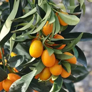 Kumquat Fruit Seeds Citrus Japonica Sweet-Tart Rind Fragrant Flowers Outdoor Garden 5-Count White