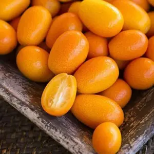 Kumquat Fruit Seeds Citrus Japonica Sweet-Tart Rind Fragrant Flowers Outdoor Garden 5-Count White