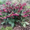 Lenten Rose Seeds Helleborus Orientalis Perennial Flowering Plant Early Blooming Rose 150 Count Organic