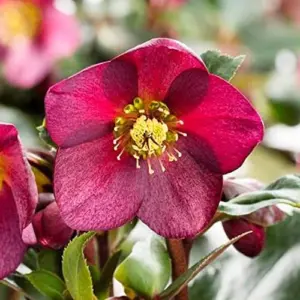 Lenten Rose Seeds Helleborus Orientalis Perennial Flowering Plant Early Blooming Rose 150 Count Organic
