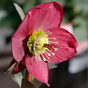 Lenten Rose Seeds Helleborus Orientalis Perennial Flowering Plant Early Blooming Rose 150 Count Organic
