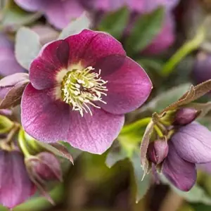 Lenten Rose Seeds Helleborus Orientalis Perennial Flowering Plant Early Blooming Rose 150 Count Organic