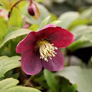 Lenten Rose Seeds Helleborus Orientalis Perennial Flowering Plant Early Blooming Rose 150 Count Organic