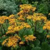 Ligularia Dentata Plant Seeds - 20 Pack Perennial Leopard Plant Seeds for Garden