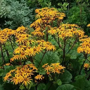 Ligularia Dentata Plant Seeds - 20 Pack Perennial Leopard Plant Seeds for Garden