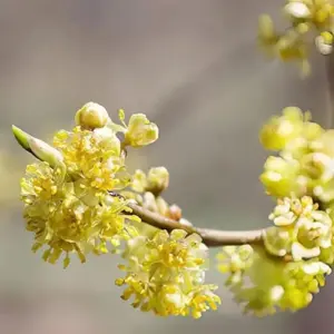 Lindera Benzoin Spicebush Shrub Seeds 10 Pcs Red Fragrant Fruit & Berries Attracts Birds & Butterflies