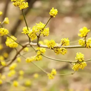 Lindera Benzoin Spicebush Shrub Seeds 10 Pcs Red Fragrant Fruit & Berries Attracts Birds & Butterflies