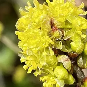 Lindera Benzoin Spicebush Shrub Seeds 10 Pcs Red Fragrant Fruit & Berries Attracts Birds & Butterflies