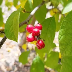 Lindera Benzoin Spicebush Shrub Seeds 10 Pcs Red Fragrant Fruit & Berries Attracts Birds & Butterflies