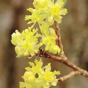 Lindera Benzoin Spicebush Shrub Seeds 10 Pcs Red Fragrant Fruit & Berries Attracts Birds & Butterflies