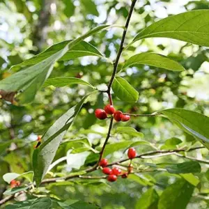 Lindera Benzoin Spicebush Shrub Seeds 10 Pcs Red Fragrant Fruit & Berries Attracts Birds & Butterflies