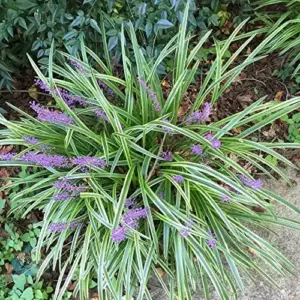 Liriope Seeds Perennial Low Maintenance Ground Cover, Edging Plant, Outdoor, 10 Pcs Grass Seeds, Purple Bloom