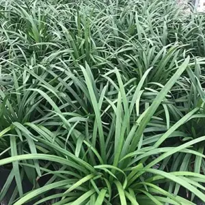 Liriope Seeds Perennial Low Maintenance Ground Cover, Edging Plant, Outdoor, 10 Pcs Grass Seeds, Purple Bloom