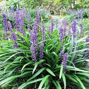 Liriope Seeds Perennial Low Maintenance Ground Cover, Edging Plant, Outdoor, 10 Pcs Grass Seeds, Purple Bloom
