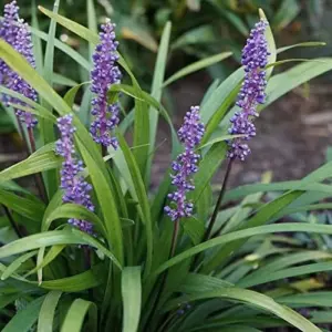 Liriope Seeds Perennial Low Maintenance Ground Cover, Edging Plant, Outdoor, 10 Pcs Grass Seeds, Purple Bloom