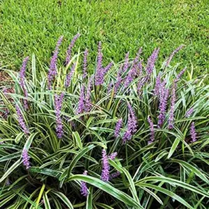 Liriope Seeds Perennial Low Maintenance Ground Cover, Edging Plant, Outdoor, 10 Pcs Grass Seeds, Purple Bloom