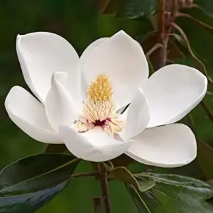Magnolia Grandiflora Seeds - Flowering Evergreen Tree for Fragrant Landscapes & Windbreaks - 10 Count White Natural