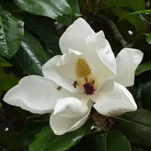 Magnolia Grandiflora Seeds - Flowering Evergreen Tree for Fragrant Landscapes & Windbreaks - 10 Count White Natural