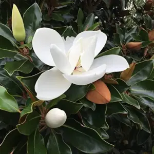 Magnolia Grandiflora Seeds - Flowering Evergreen Tree for Fragrant Landscapes & Windbreaks - 10 Count White Natural