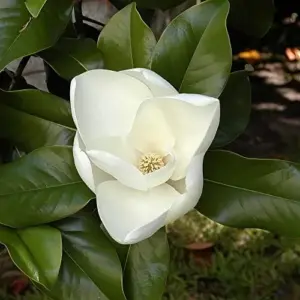 Magnolia Grandiflora Seeds - Flowering Evergreen Tree for Fragrant Landscapes & Windbreaks - 10 Count White Natural