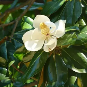 Magnolia Grandiflora Seeds - Flowering Evergreen Tree for Fragrant Landscapes & Windbreaks - 10 Count White Natural