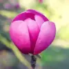 Magnolia Seeds Deep Purple Black Fragrant Non-GMO Tree Flower Seeds 10 Count
