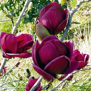 Magnolia Seeds Deep Purple Black Fragrant Non-GMO Tree Flower Seeds 10 Count